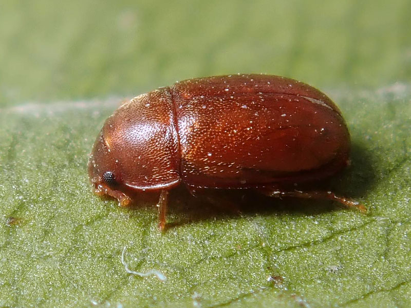 altro piccolino: Tenebrionidae: Pentaphyllus testaceus